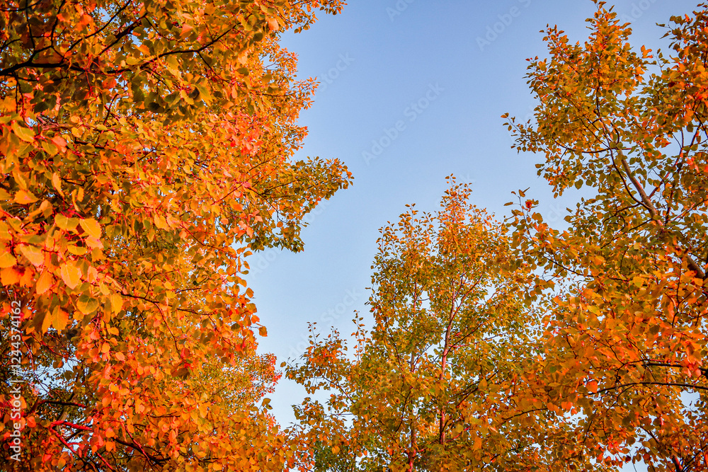 Changing orange forest maple tree leaves in the autumn fall season against blue sky background. Warm evening nature day at a park outdoors. Landscape background in october. Maple leaf foliage Changing orange forest maple tree leaves in the autumn fall season against blue sky background. Warm evening nature day at a park outdoors. Landscape background in october. Maple leaf foliage