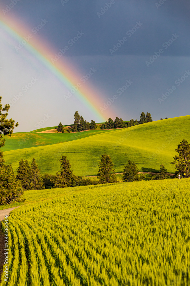 USA, Washington State, Palouse, Colfax. Green fields of wheat. Pine trees. Rainbow.
