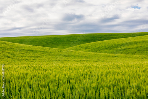 USA, Washington State, Palouse. Pullman. Green wheat fields.