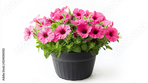 petunia plant in a black pot isolated on white background , pink flowers