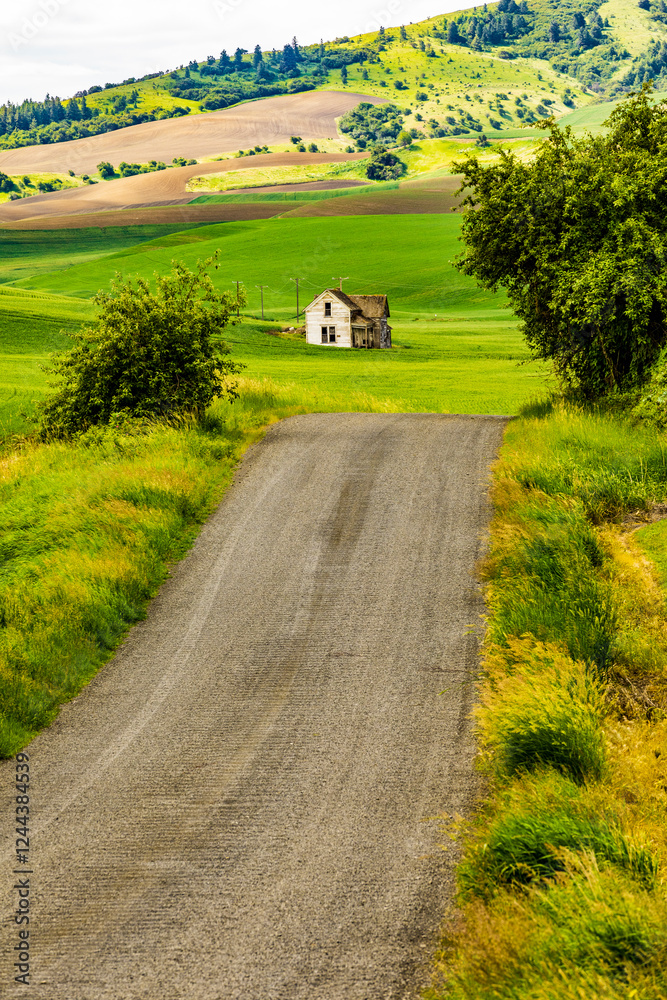 USA, Washington State, Palouse. Pullman. Green wheat fields with deserted white farmhouse.