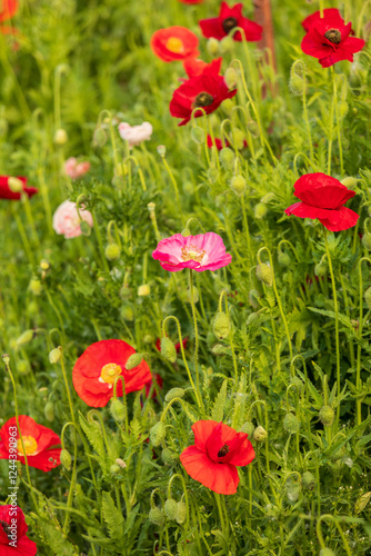USA, Washington State, Palouse, Colfax. Variety of colored poppy flowers growing in the green wheat.
