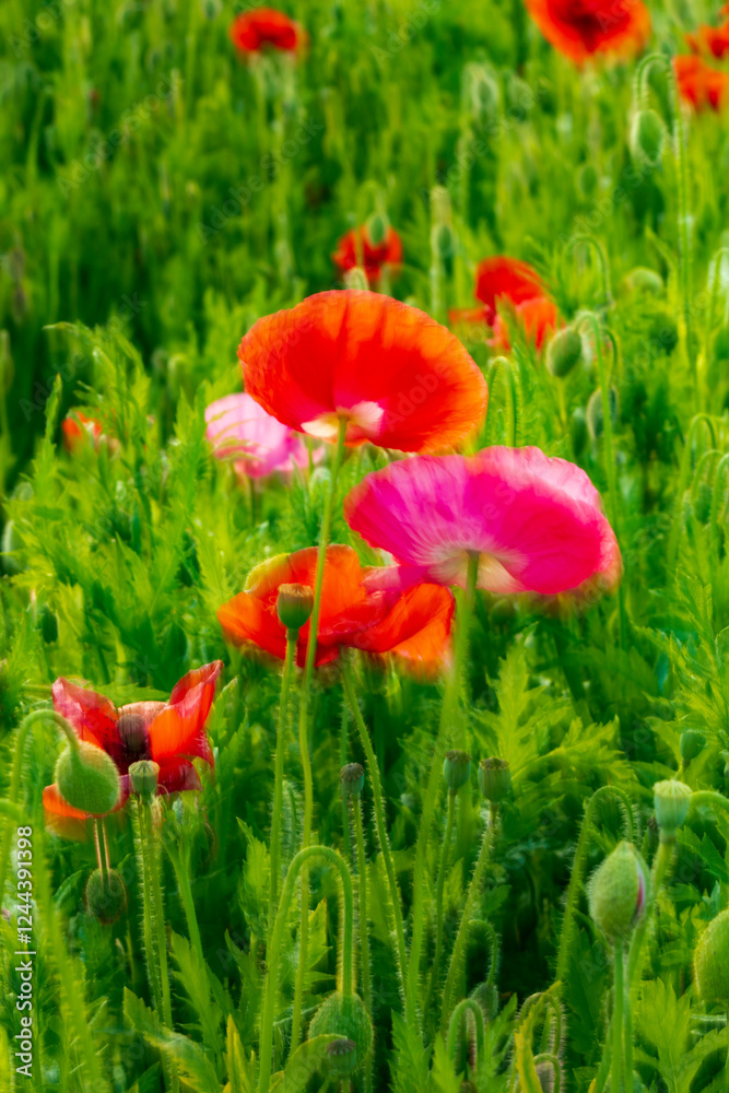 Obraz premium USA, Washington State, Palouse, Colfax. Variety of colored poppy flowers growing in the green wheat.