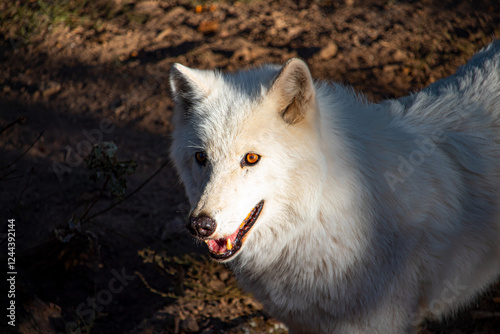 Loup arctique photo