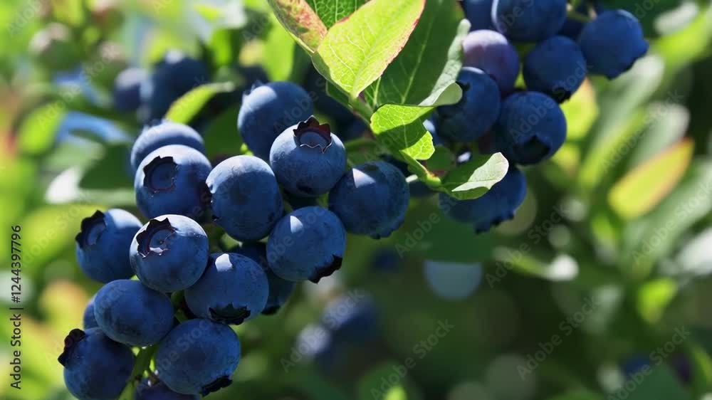 Cluster of blueberries hanging on a sunlit bush with vivid green leaves. Concept of healthy eating and sustainable agriculture Cluster of blueberries hanging on a sunlit bush with vivid green leaves. Concept of healthy eating and sustainable agriculture