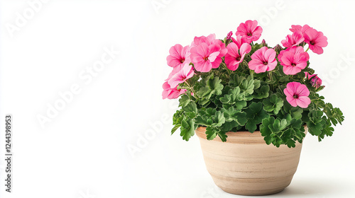 pink geraniums plants in pot isolated on white background ,
