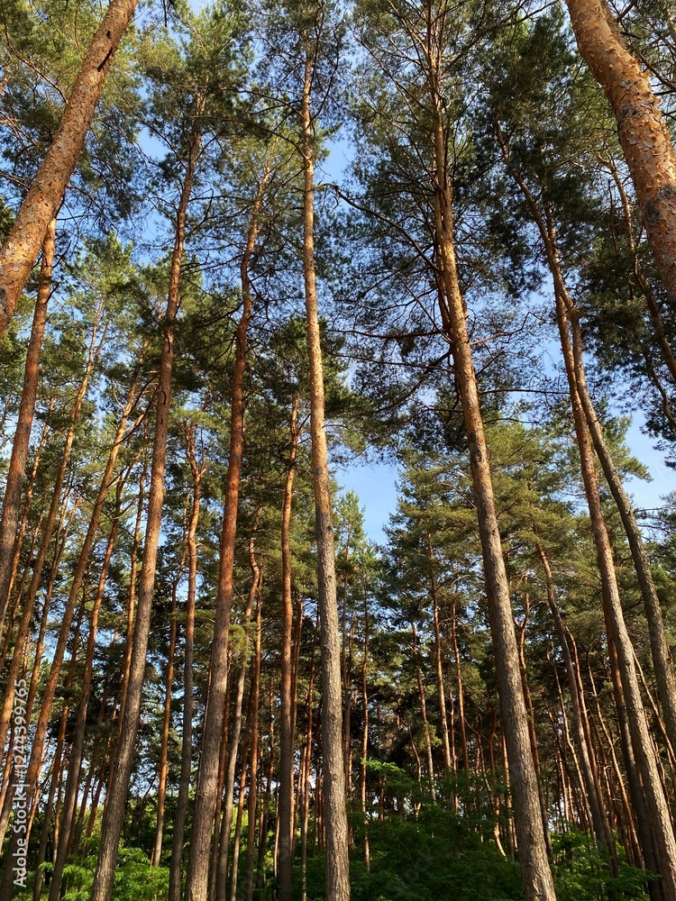 Fototapeta premium forest nature