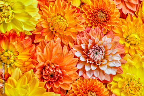 USA, Washington State, Issaquah. Dahlias on display