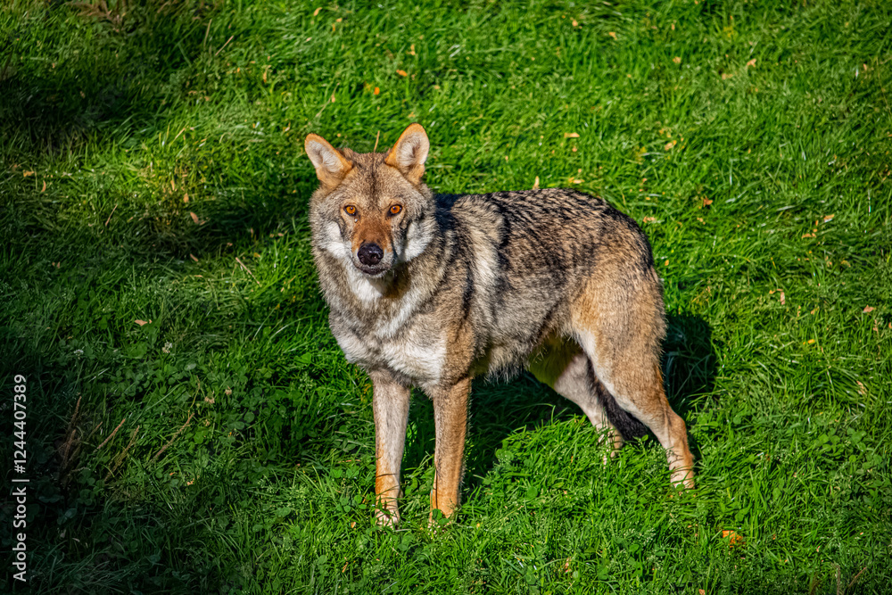 Le loup gris sauvage Le loup gris sauvage