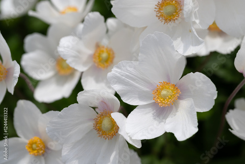 Beautiful White Flowers Anemone with Yellow Centers in a Garden Setting