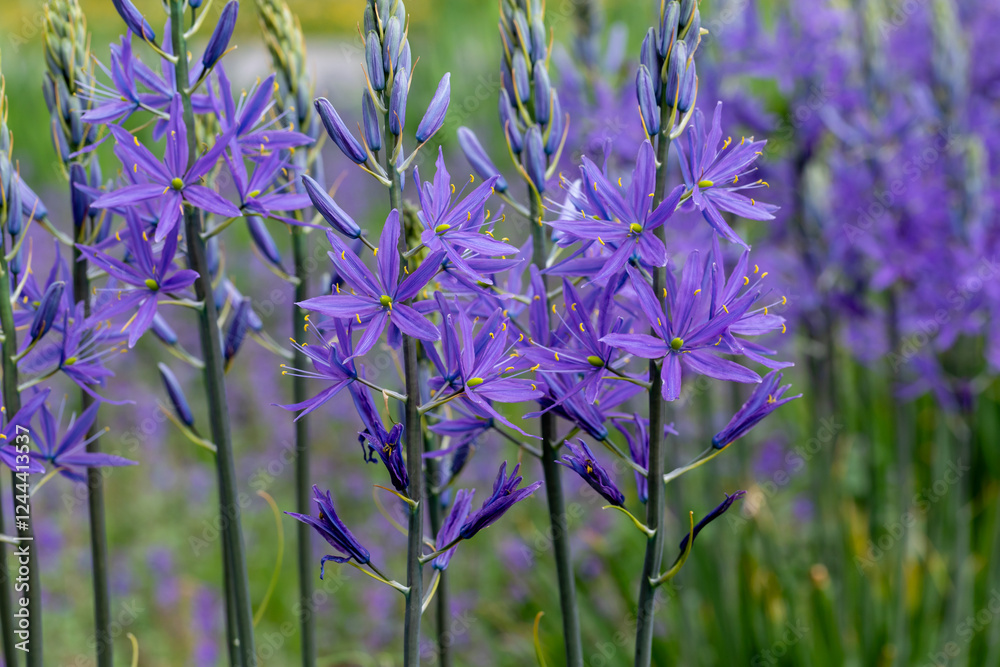purple camas flowers in full bloom, capturing the essence of springtime beauty. These flowers grow tall against a blurred natural background, showcasing their unique structure and delicate petals.