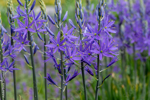 Obraz na płótnie purple camas flowers in full bloom, capturing the essence of springtime beauty. These flowers grow tall against a blurred natural background, showcasing their unique structure and delicate petals. w salonie