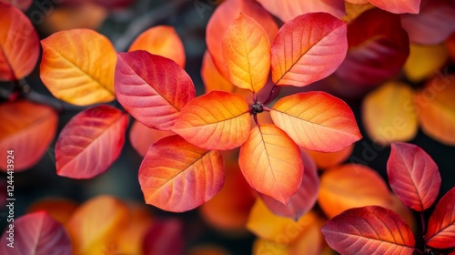 Vibrant Red and Orange Autumn Leaves in Close-Up View