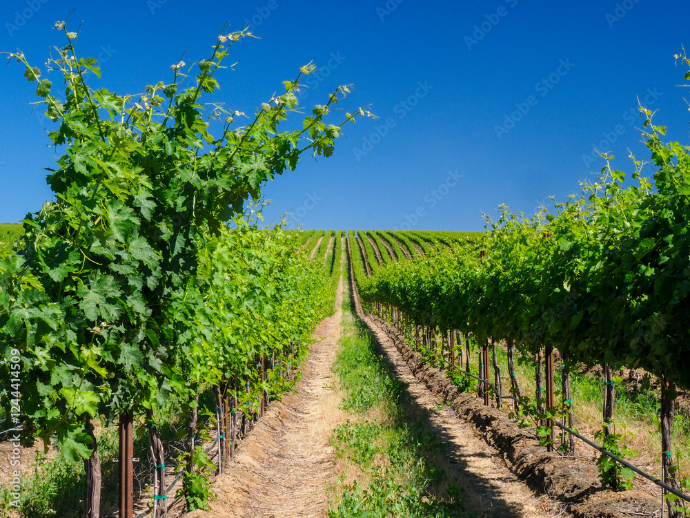 An extraordinary vineyard of beauty and scope carved out of a steep, south-facing slope alongside the Columbia River in the southeast corner of the Horse Heaven Hills. An extraordinary vineyard of beauty and scope carved out of a steep, south-facing slope alongside the Columbia River in the southeast corner of the Horse Heaven Hills.