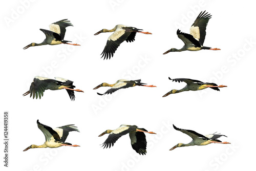 Openbill stork Flying isolated on white background.