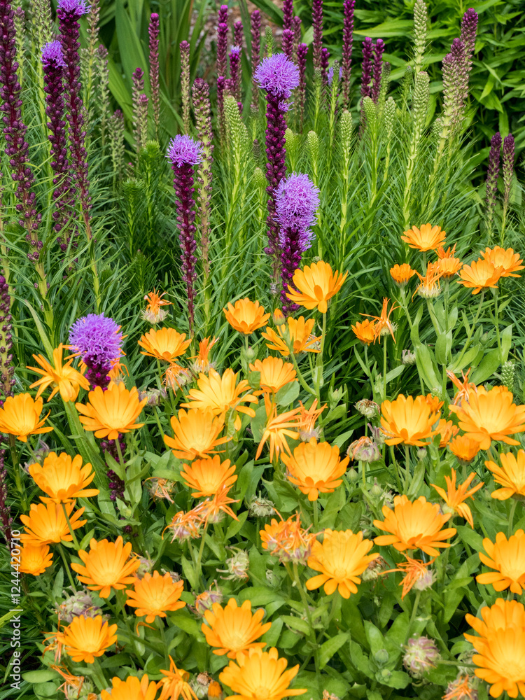 Bright orange calendula flowers and purple Liatris spicata blooming in a garden.