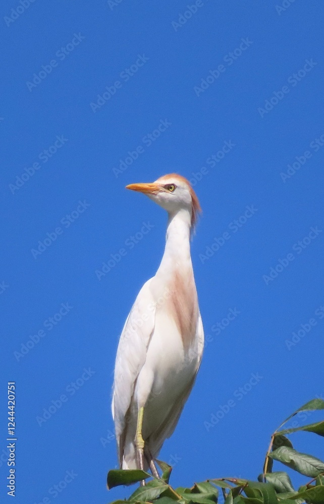 Cattle heron on blue sky background in Florida nature, closeup