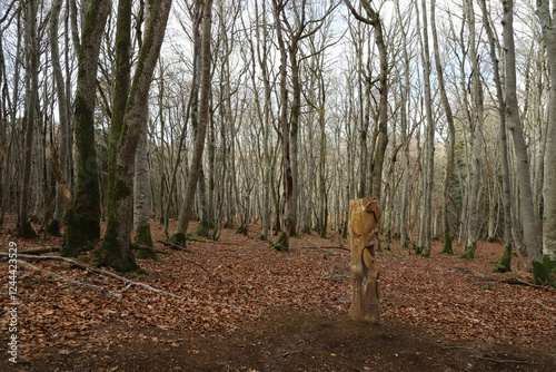 forêt de hêtre photo