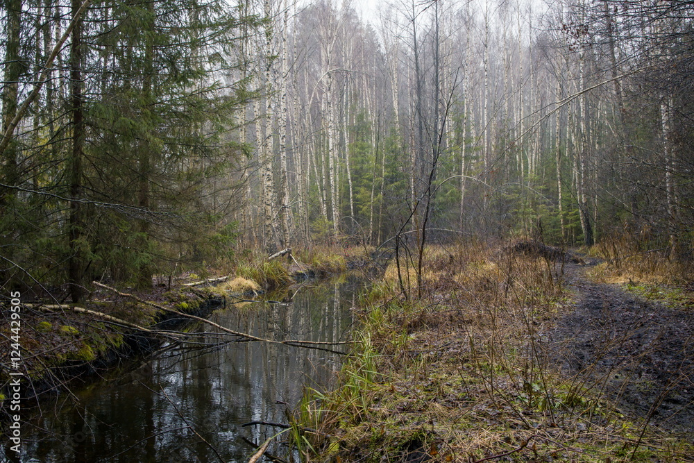 Tranquil forest scene with a small stream or creek reflecting the trees.