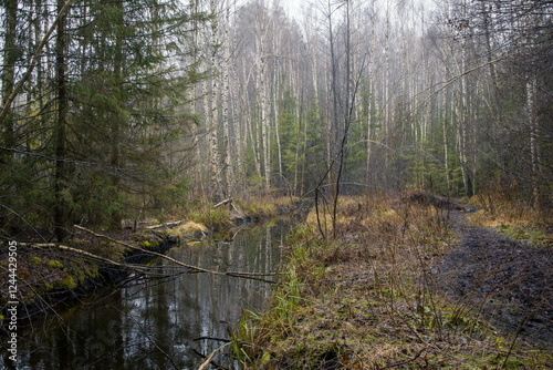 Tranquil forest scene with a small stream or creek reflecting the trees.