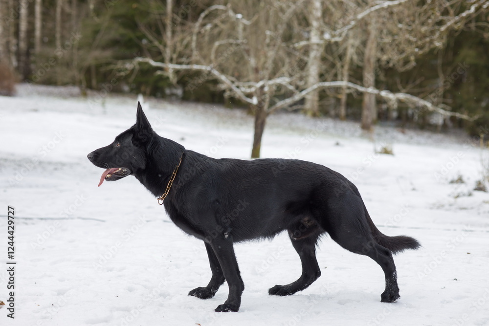 Black dog German Shepherd standing in the snow with its tongue out.