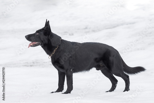 Obraz na płótnie Black dog German Shepherd standing in the snow with its tongue out. w salonie