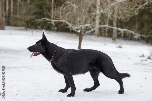Obraz na płótnie Black dog German Shepherd standing in the snow with its tongue out. w salonie