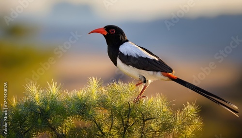 Vividly Detailed Portrait of the Striking Paradise Whydah Bird Against an African Savannah Backdrop, Showcasing Bold Plumage and Captivating Eyes photo