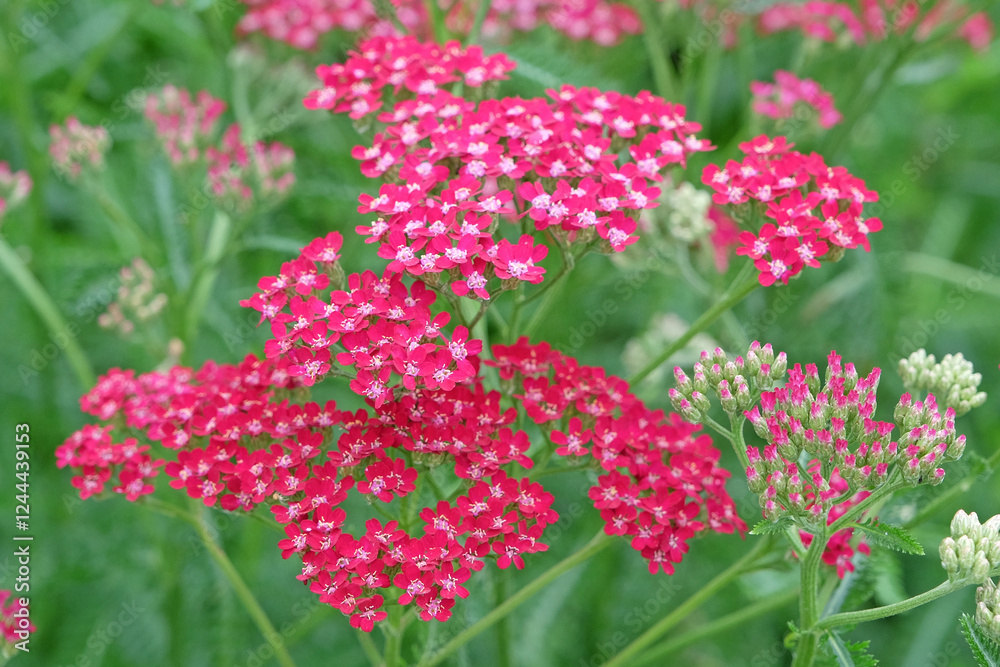 Achillea millefolium, Pink common yarrow ‘Heidi’ in flower.