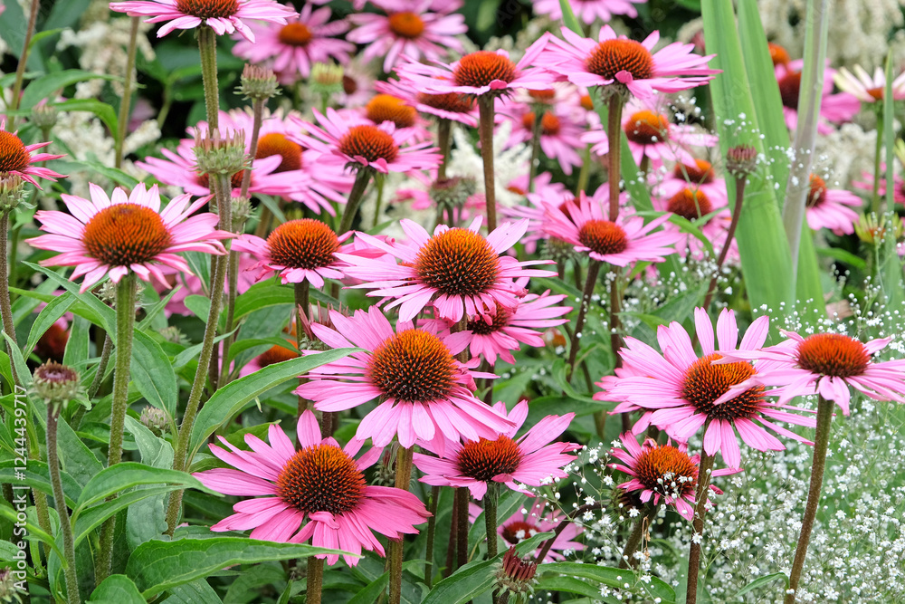Pink parasol coneflower Echinacea purpurea ‘Rubinstern’ in flower.