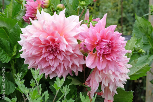 Pink dinner plate dahlia ‘Otto’s Thrill’ in flower.