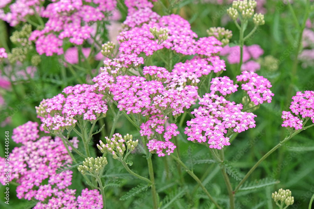 Achillea millefolium, Pink common yarrow ‘Cerise Queen’ in flower. Achillea millefolium, Pink common yarrow ‘Cerise Queen’ in flower.