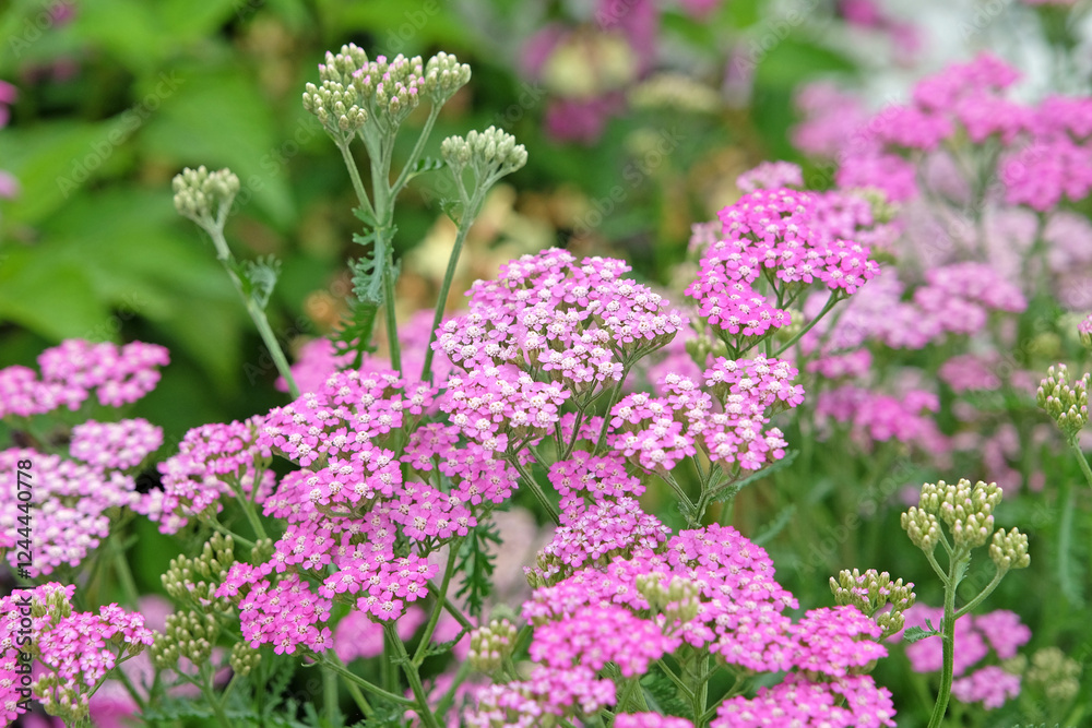 Obraz premium Achillea millefolium, Pink common yarrow ‘Cerise Queen’ in flower.