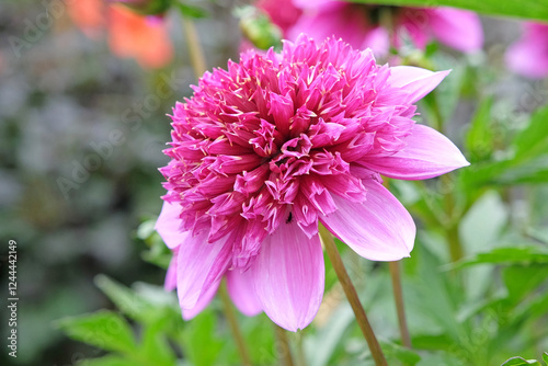 Purple and pink anemone Dahlia ‘Abigail’ in flower. photo