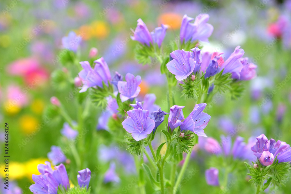 Pastal blues and pinks of Echium vulgare, wildflower Viper’s Bugloss, in flower. Pastal blues and pinks of Echium vulgare, wildflower Viper’s Bugloss, in flower.