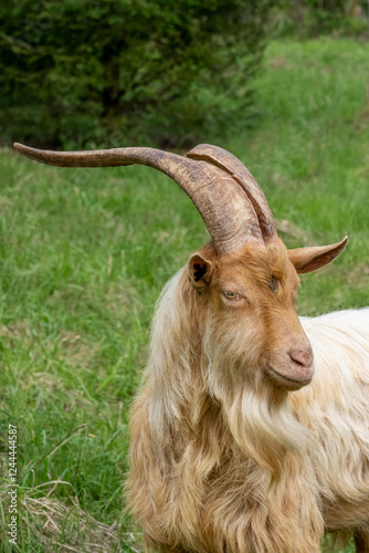 Issaquah, Washington State, USA. Close-up portrait of a rare heritage breed, golden guernsey billy goat with long horns. (PR)