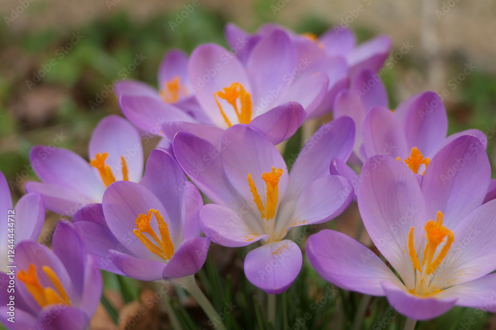 Naklejka premium Vibrant colours of the Crocus Tommasinianus (Woodland or Early Crocus)