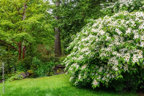 Issaquah, Washington State, USA. Doublefile viburnum shrub, also known as Jap...