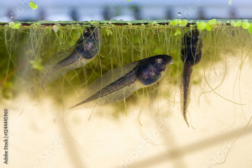 Issaquah, Washington State, USA. Pacific tree frog tadpoles with no legs swimming and eating duckgrass in an aquarium. photo