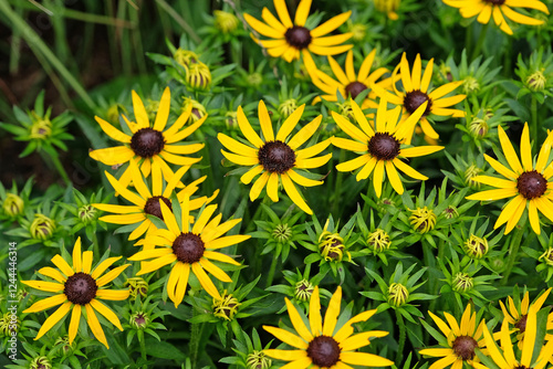 Yellow Rudbeckia fulgida black eyed susan ‘little goldstar’ in flower. photo