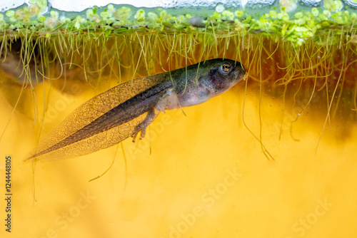 Issaquah, Washington State, USA. Pacific tree frog tadpole with hind legs eating duckweed in an aquarium.
