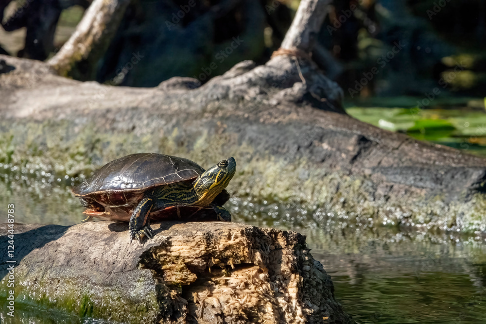 Obraz premium Issaquah, Washington State, USA. Painted turtle sunning on a log.