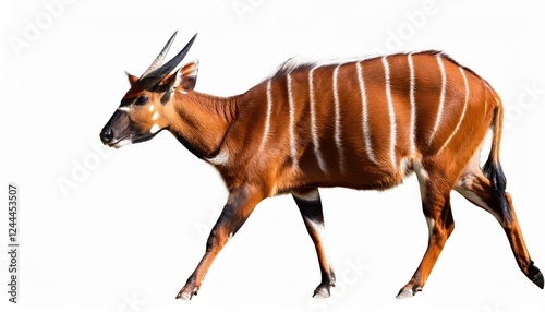 Striking Bongo Antelope Walking Against White Background, Showcasing the Majestic Tragelaphus Eurycerus in a Minimalist Artistic Setting at Dusk