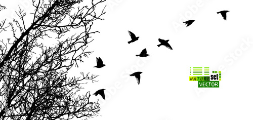 Tree silhouette and flying birds. hand drawing. Not AI Vector