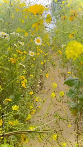 walking through wildflowers in a field