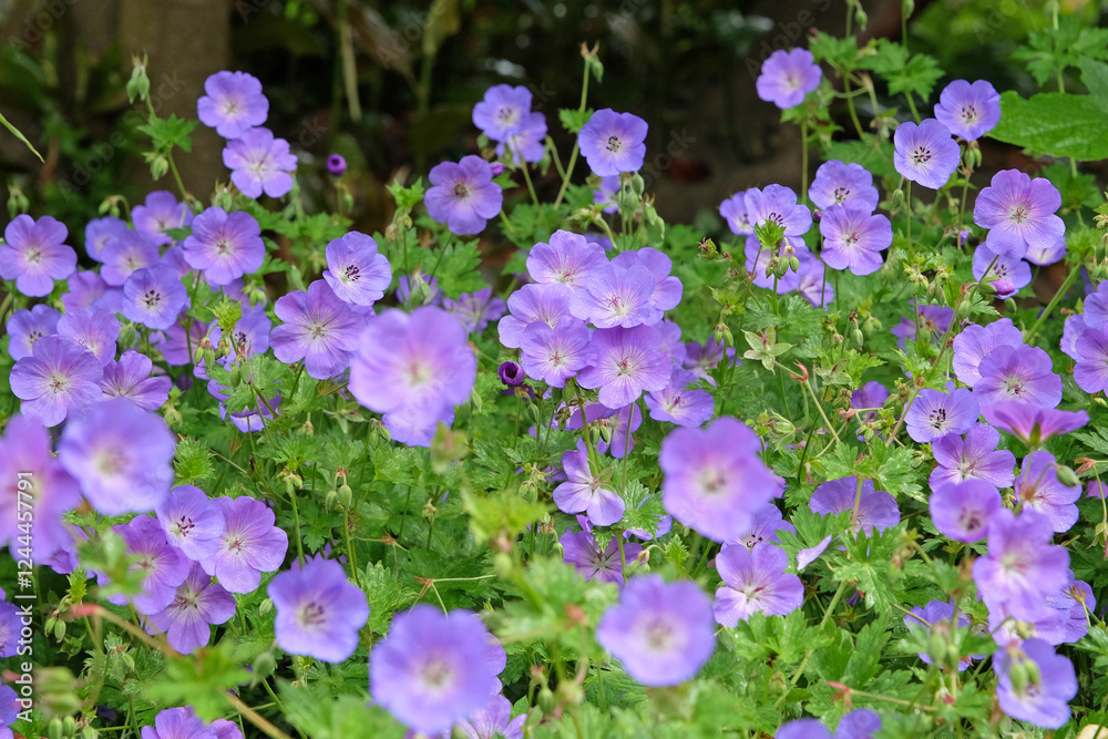 Purple hardy geranium cranesbill ‘Rozanne’ in flower. Purple hardy geranium cranesbill ‘Rozanne’ in flower.