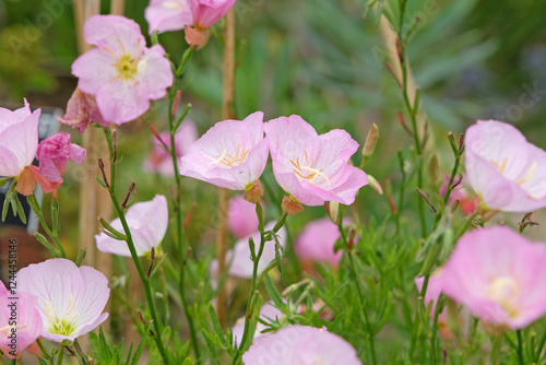 Pink Oenothera speciosa ‘Siskiyou’, white evening primrose, in flower.