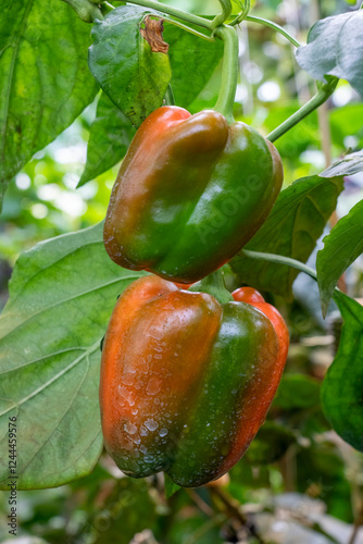 Port Townsend, Washington State, USA. Close-up of a sweet bell pepper on the ...
