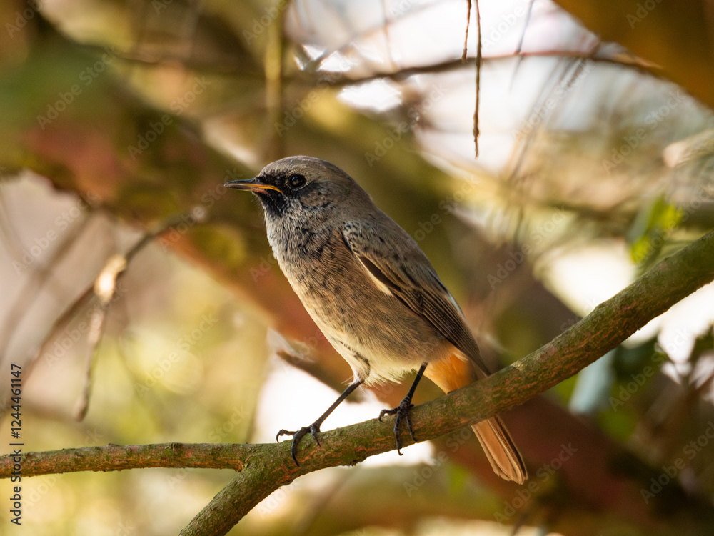 Redstart on a branch Redstart on a branch