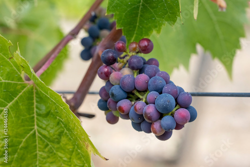 Port Townsend, Washington State, USA. Marechal Foch grapes growing on the vine. They are an inter-specific hybrid French red wine grape variety. photo